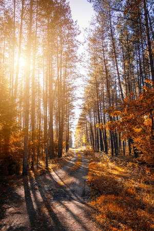 4k Iphone 6 Plus Fall Forest Sun Wallpaper