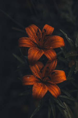 4k Iphone 6 Plus Raindrops Orange Flowers Wallpaper