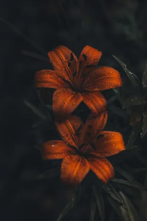 4k Iphone 6 Plus Raindrops Orange Flowers Wallpaper