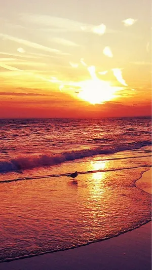 4k Iphone Bird On Beach At Sunset Wallpaper