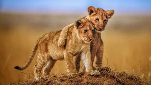 4k Laptop Lion Cub Brothers Wallpaper