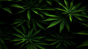 4k Marijuana Leaves Wallpaper