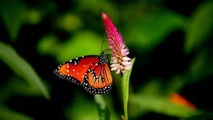 4k Nature Butterfly Wallpaper