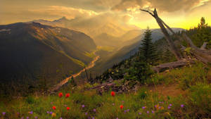 4k Nature Flowers On Mountain Wallpaper