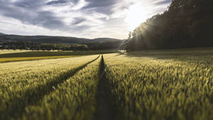 4k Nature Meadows And Sunlight Wallpaper