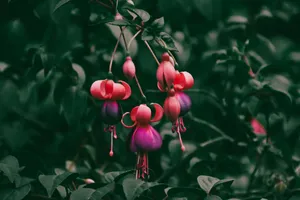 4k Tablet Exotic Flowers Wallpaper