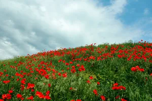 4k Tablet Flower Field Wallpaper