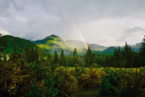 4k Tablet Forest Rainbow Wallpaper