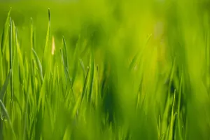 4k Tablet Green Grass Wallpaper