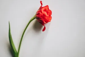 4k Tablet Red Flower Wallpaper