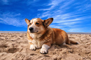 4k Ultra Hd Beach Corgi Wallpaper