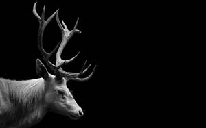 4k Ultra Hd Black Reindeer Wallpaper