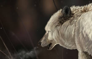 4k Ultra Hd Digital Art Of Wolf Wallpaper