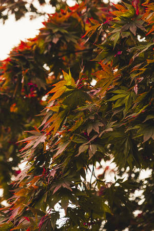 4k Ultra Hd Phone Maple Tree Wallpaper