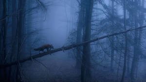 5k Hd Foggy Forest Wallpaper