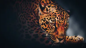 5k Hd Jaguar Wallpaper
