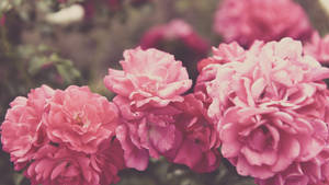 5k Hd Pink Roses Wallpaper