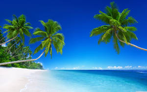 5k Hd Tropical Beach Wallpaper