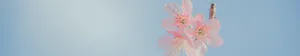 7680 X 1440 Pink Flower Wallpaper