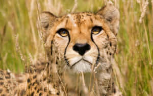 A Baby Cheetah Exploring Its New Home Wallpaper