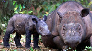 A Baby Rhino Grazing In The Wild Wallpaper