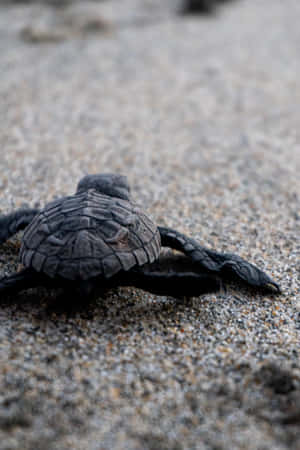 A Baby Turtle Is Walking On The Beach Wallpaper