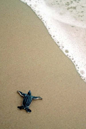 A Baby Turtle Is Walking On The Beach Wallpaper