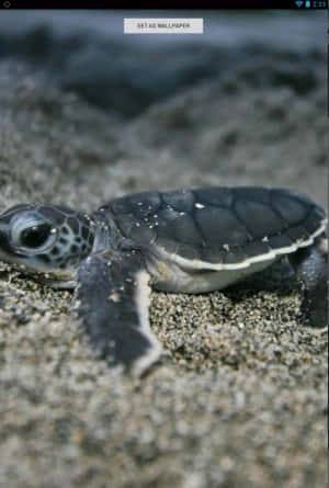 A Baby Turtle Swimming In A Beautiful Ocean Wallpaper