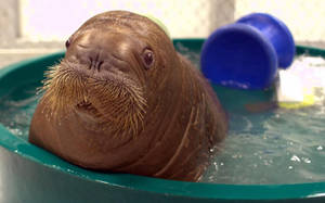 A Baby Walrus Takes A Warm Bath Wallpaper