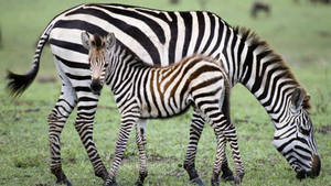 A Baby Zebra Enjoying A Meal Wallpaper