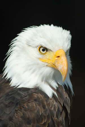 A Bald Eagle With A Yellow Beak Wallpaper