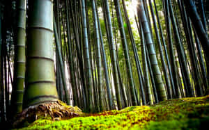 A Bamboo Forest With Tall Trees And Moss Wallpaper