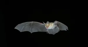 A Bat Flying In The Dark With Its Wings Spread Wallpaper