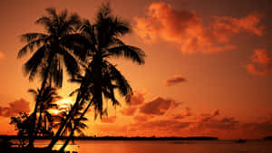 A Beach With A Beautiful Palm Tree To Relax Wallpaper