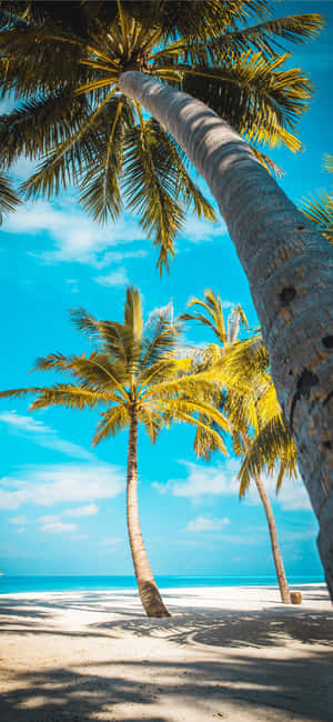 A Beach With Palm Trees Wallpaper