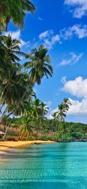 A Beach With Palm Trees And Blue Water Wallpaper