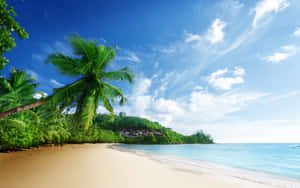 A Beach With Palm Trees And Blue Water Wallpaper