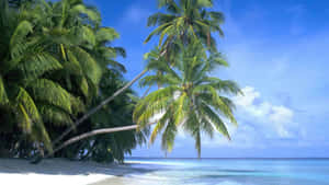 A Beach With Palm Trees And Blue Water Wallpaper