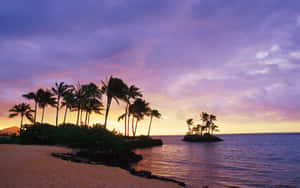 A Beach With Palm Trees Wallpaper