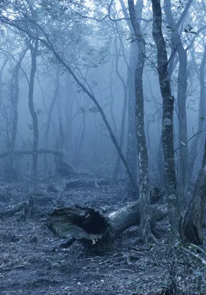 “a Beachfront Paradise With A Bright Blue Sky As The Backdrop