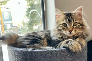 A Beautiful American Bobtail Cat Lounging In A Grassy Field Wallpaper