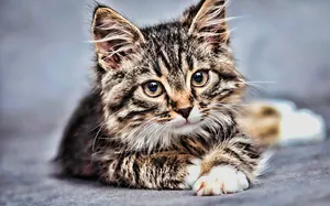 A Beautiful American Bobtail Cat Lounging In A Natural Environment Wallpaper
