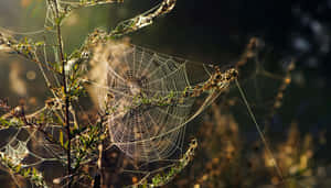 A Beautiful And Intricate Cobweb Display Wallpaper