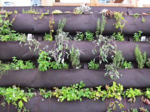 A Beautiful And Lush Herb Garden Wallpaper