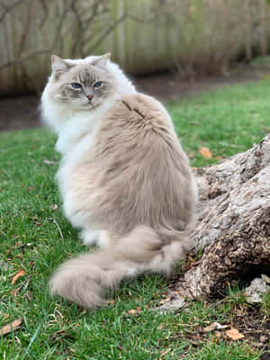 A Beautiful And Playful Ragdoll Cat Lounging On A Wooden Floor. Wallpaper