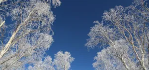 A Beautiful And Relaxing Image Of A Green Pond And Trees Reflecting In A Calm Body Of Water Wallpaper