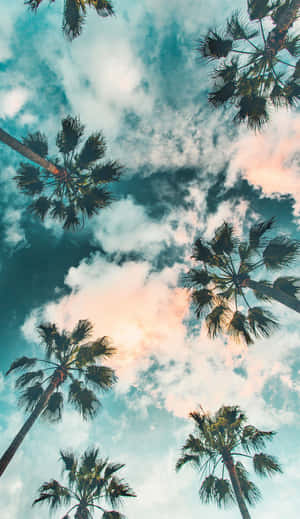 A Beautiful And Relaxing Palm Tree Wallpaper