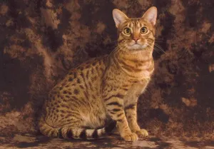 A Beautiful And Striking Ocicat Lounging On A Soft Surface Wallpaper
