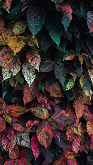 A Beautiful And Vibrant Colored Leaf Wallpaper