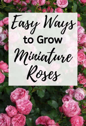 A Beautiful Arrangement Of Blooming Miniature Roses In A Garden Wallpaper